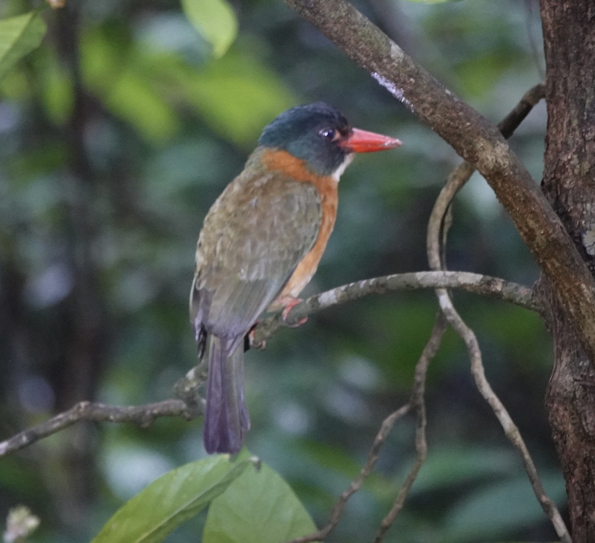 Yeşil Sırtlı Yalıçapkını (capucinus) - ML643920778