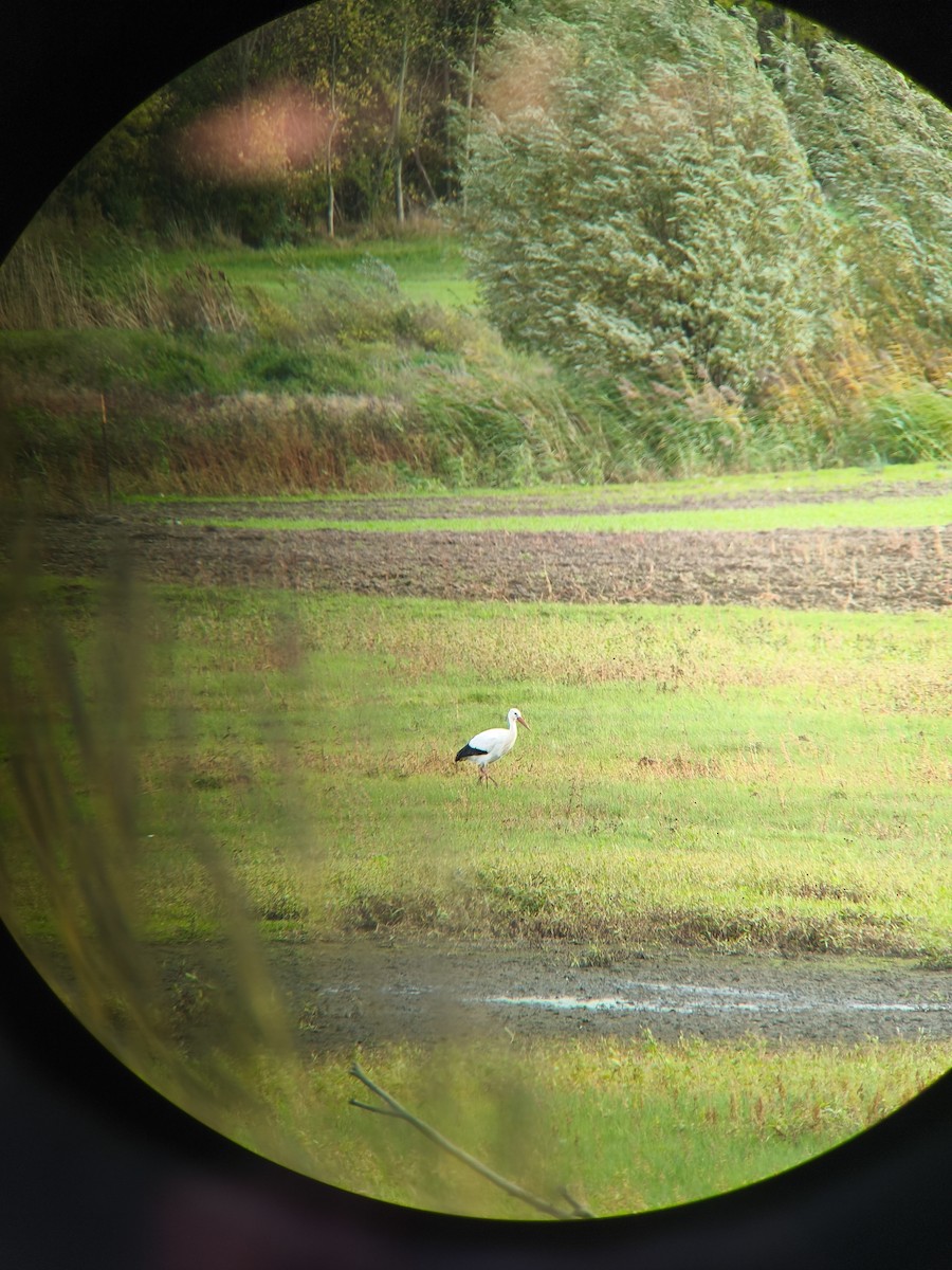 Cicogna bianca - ML643920819