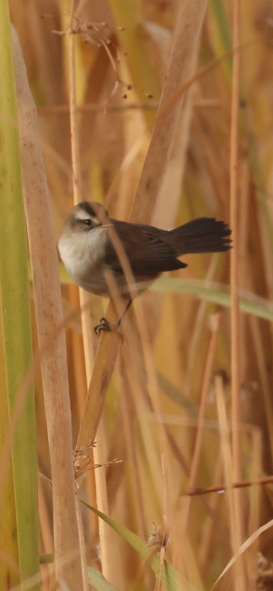 Moustached Warbler - ML643920821