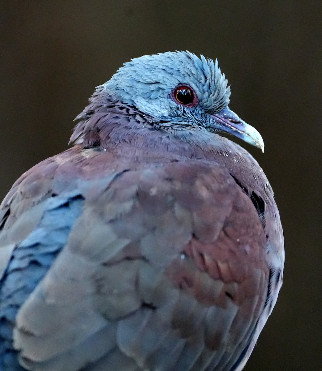 Горлиця мадагаскарська - ML643920823