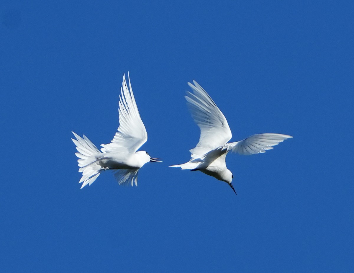 White Tern - ML643920853