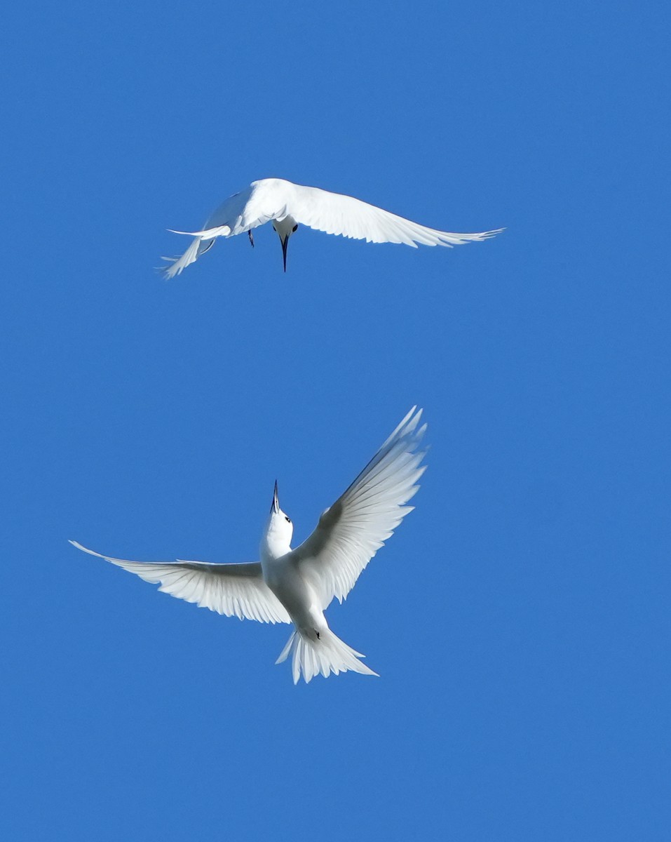 White Tern - ML643920854