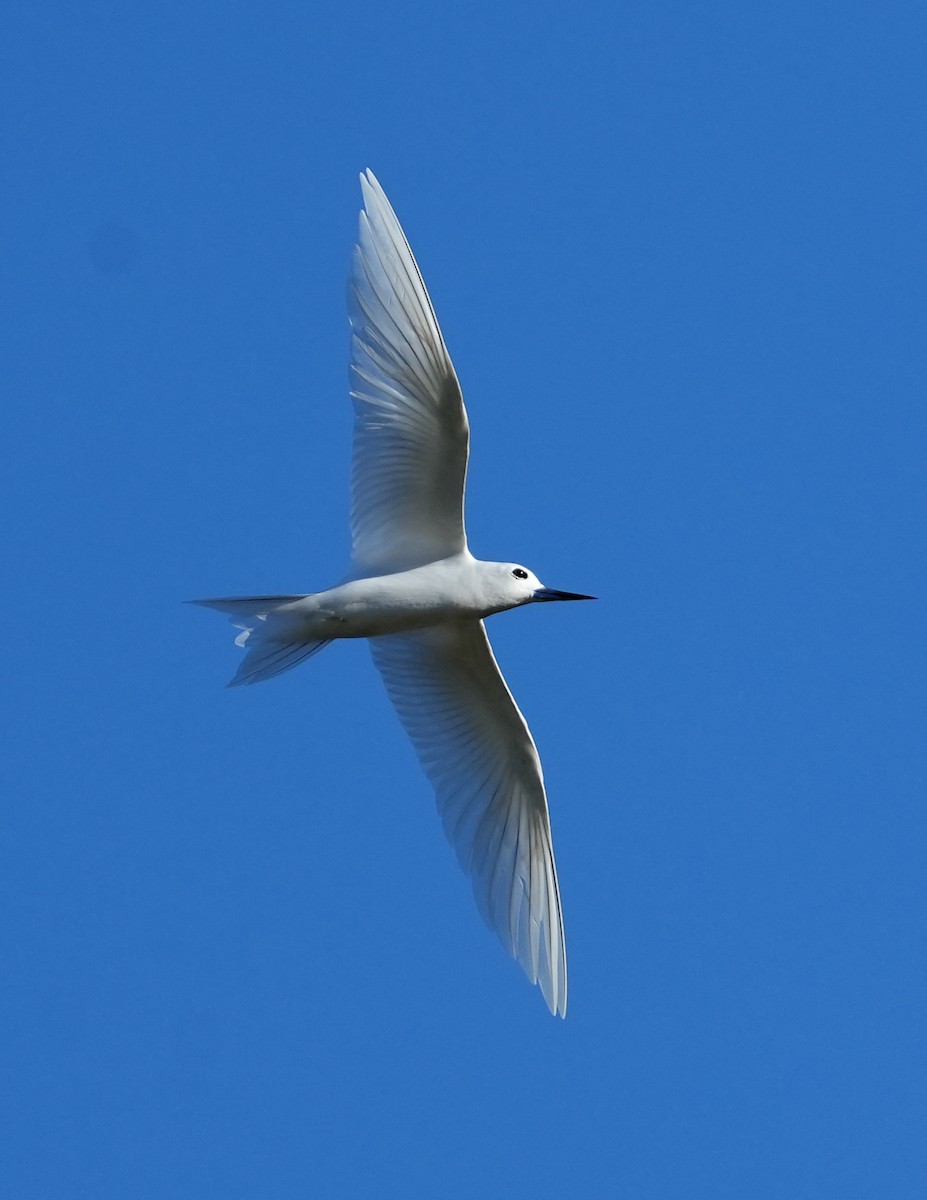 White Tern - ML643920855