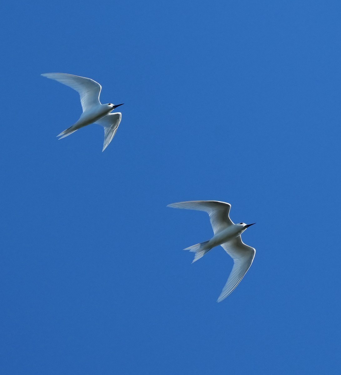 White Tern - ML643920856