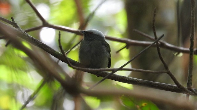 Ak Taçlı Manakin [microlopha grubu] - ML643920874