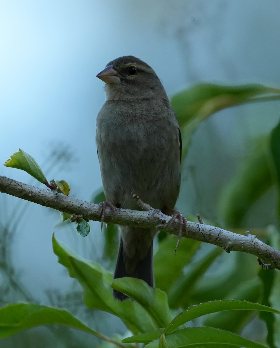 Foudi des Seychelles - ML643920878