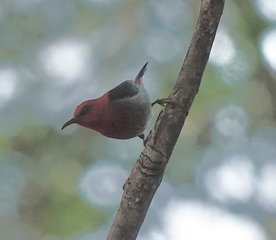 Sulawesi Myzomela - ML643920891