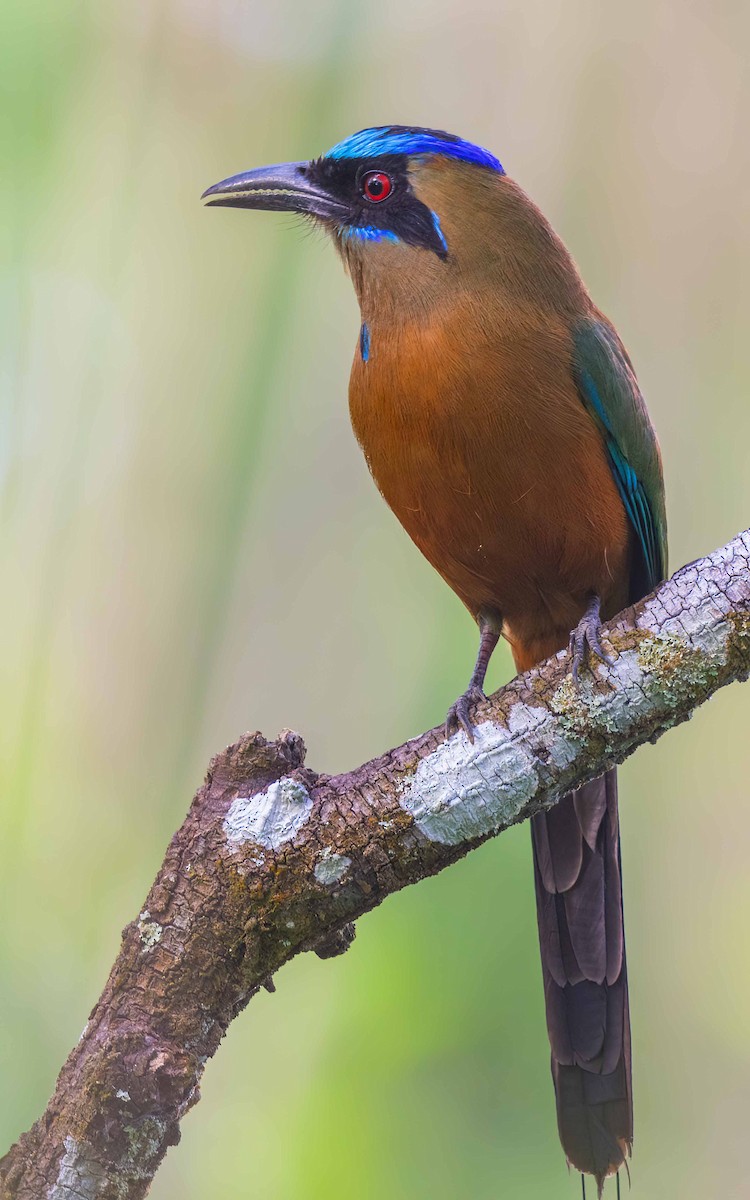 Motmot caraïbe - ML643920903