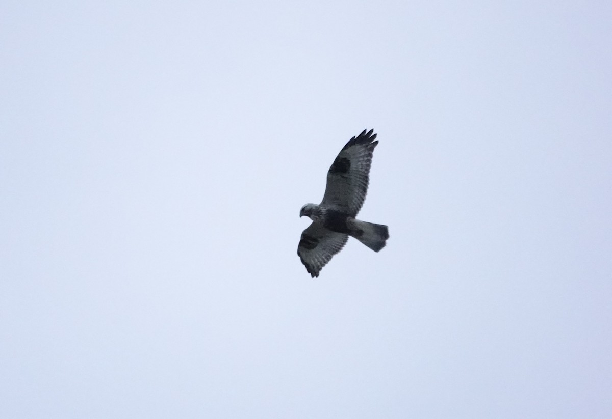 Rough-legged Hawk - ML643920912