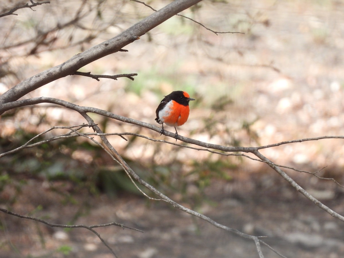 Red-capped Robin - ML643920922