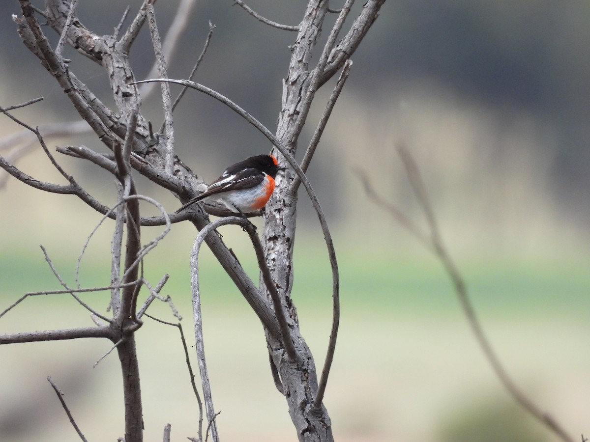 Red-capped Robin - ML643920923
