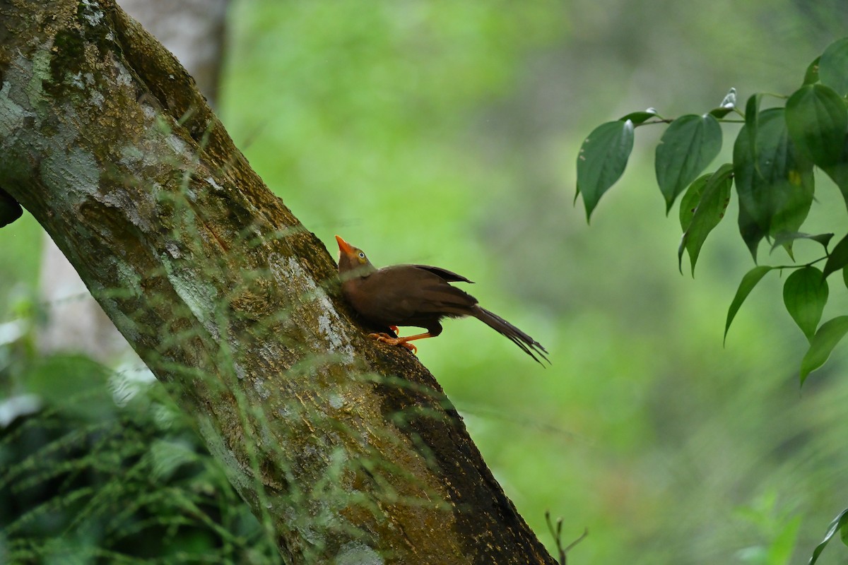 Orange-billed Babbler - ML643920938