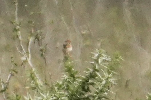 cisticola sp. - ML643920950