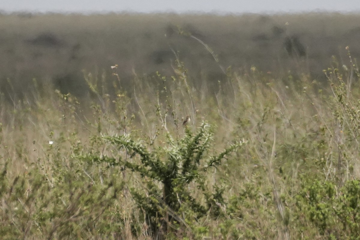 cisticola sp. - ML643920951