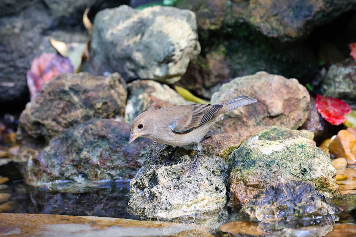 Indigo Bunting - ML643920979
