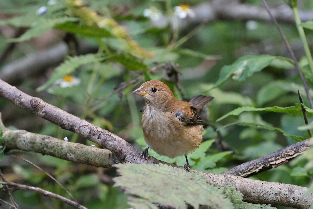 Indigo Bunting - ML643921001