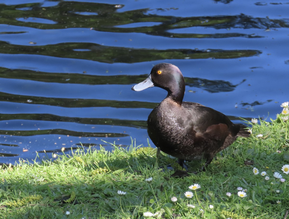 New Zealand Scaup - ML643921039