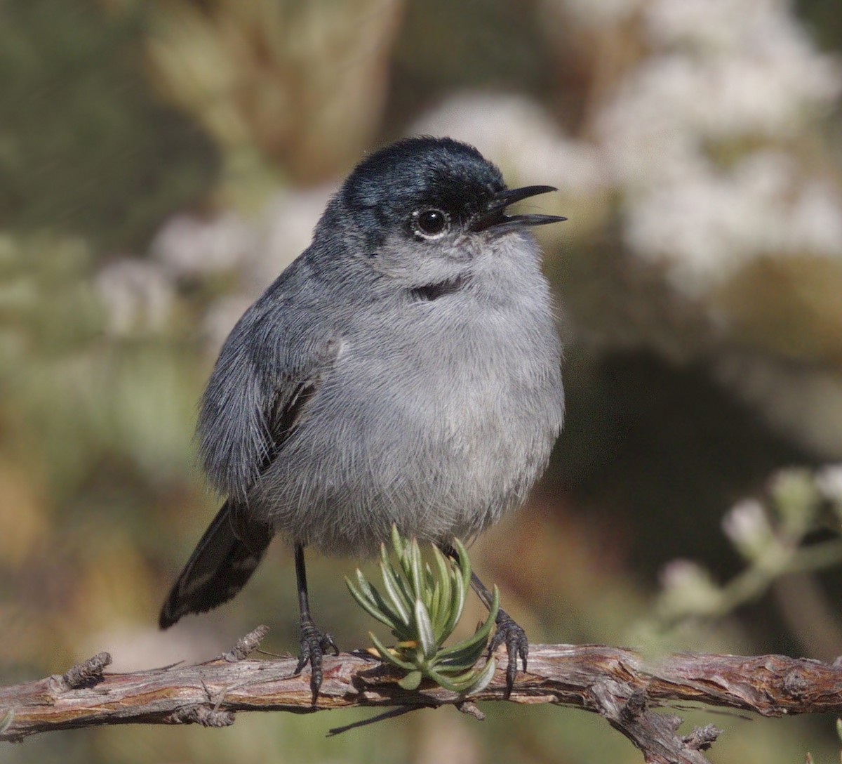 Perlita Californiana - ML643921040