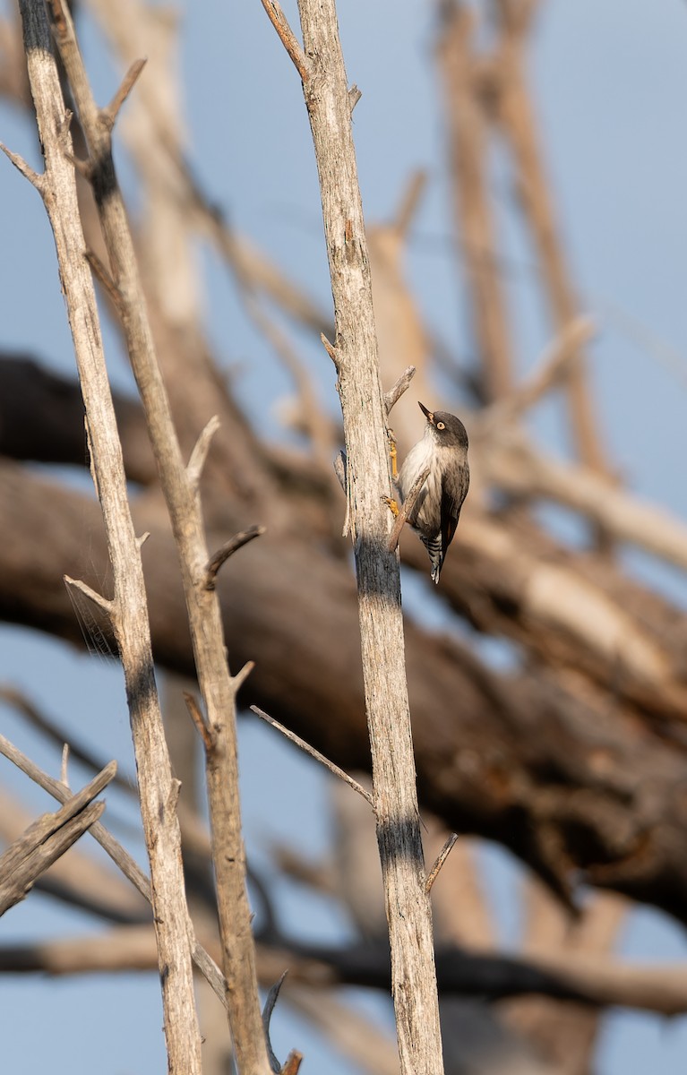 Varied Sittella - ML643921062