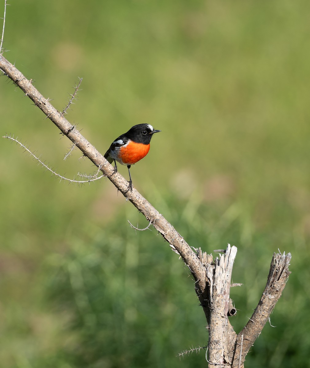 Scarlet Robin - ML643921064