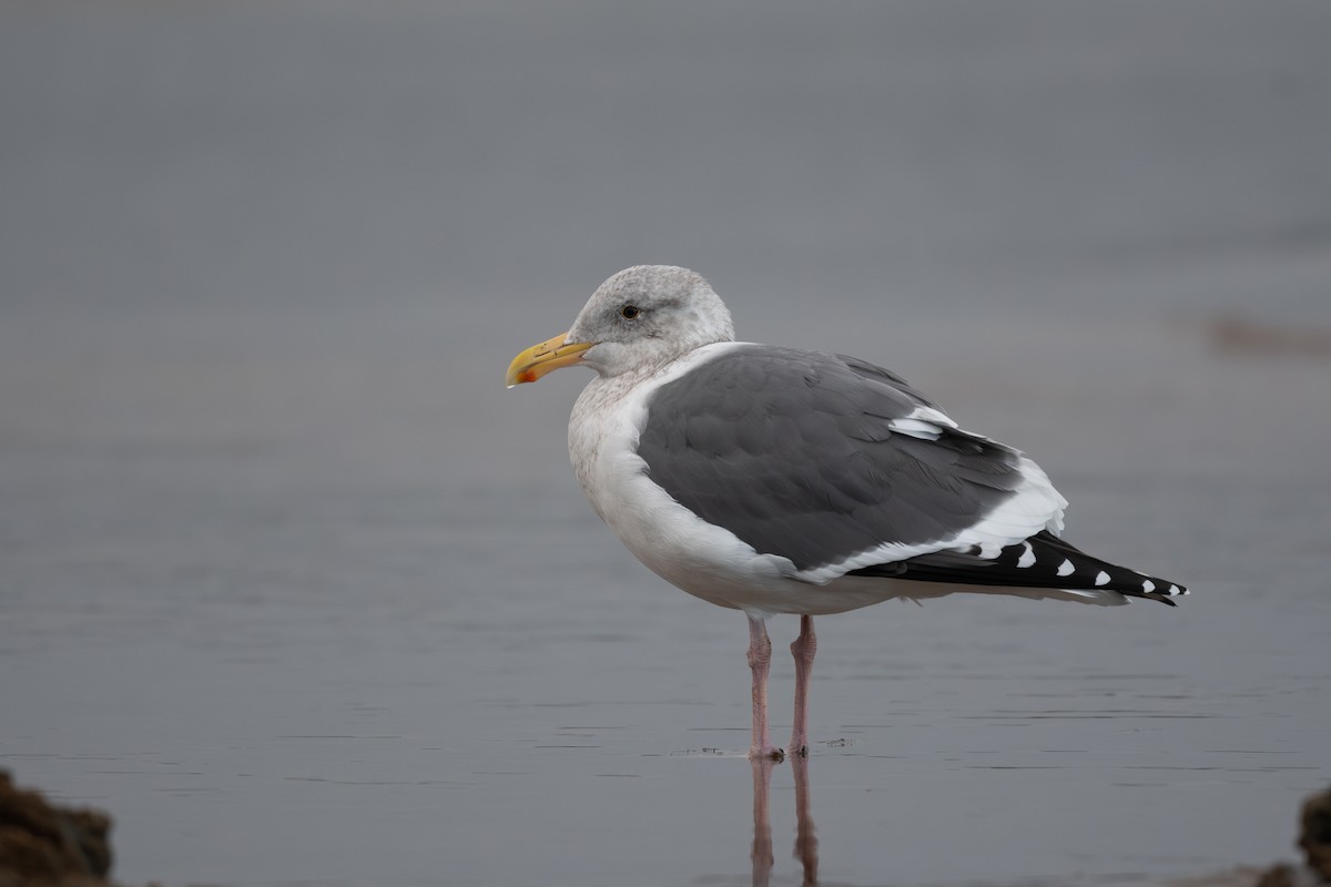 Western Gull - ML643921066