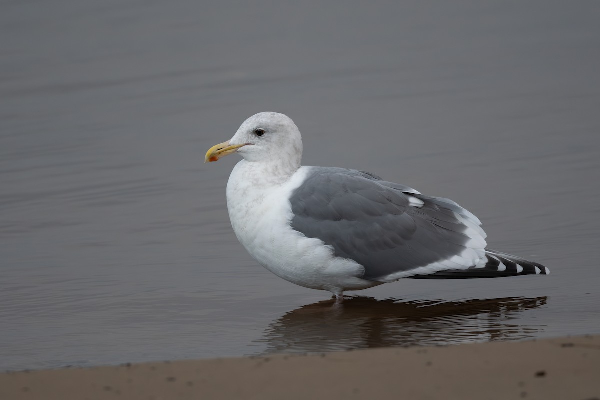 Western Gull - ML643921067