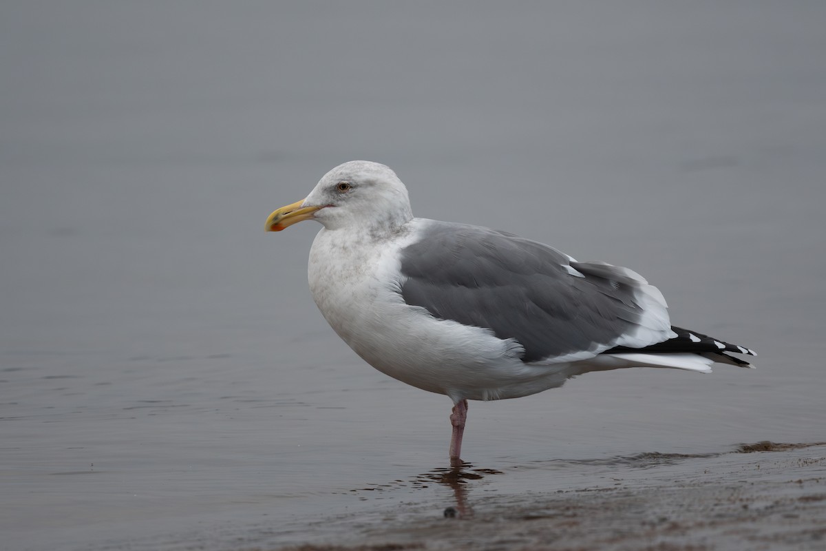 Western Gull - ML643921068