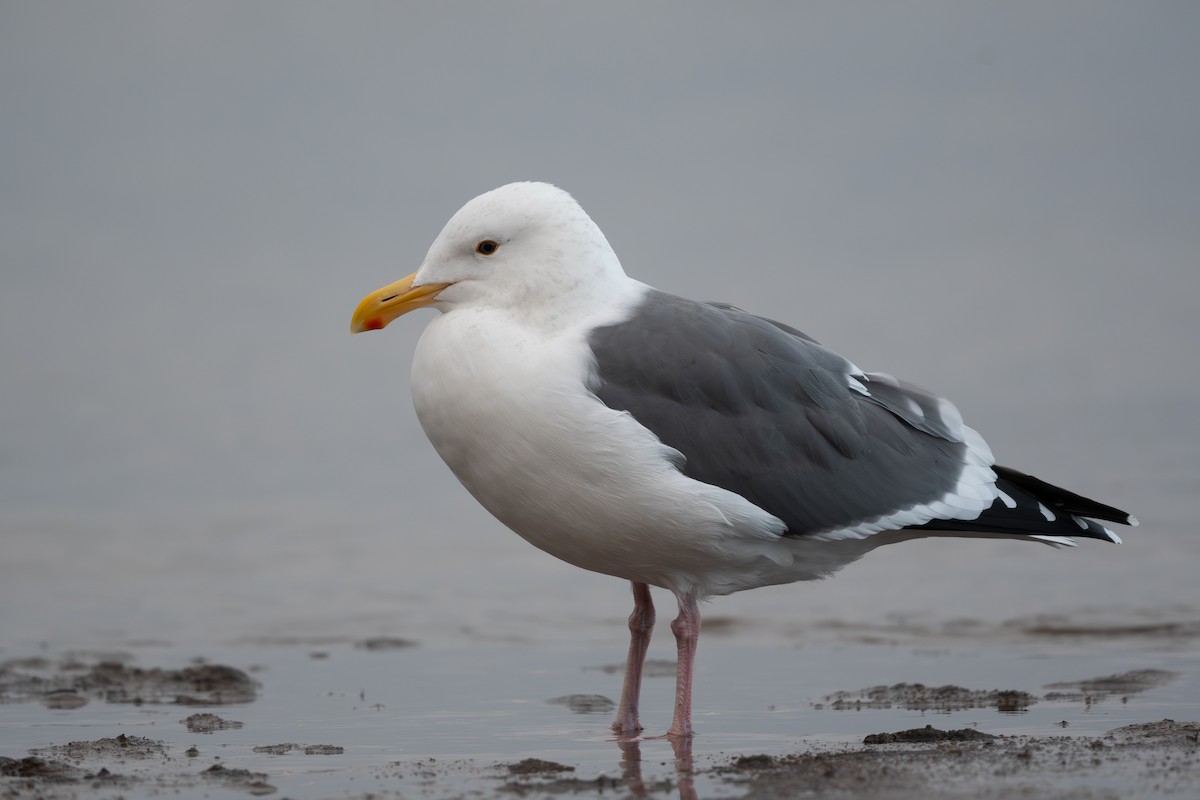 Western Gull - ML643921069