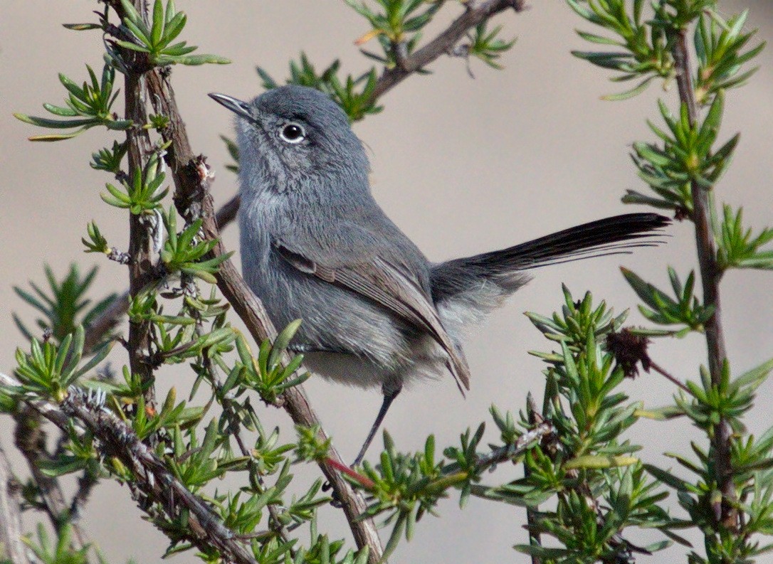 California Gnatcatcher - ML643921079