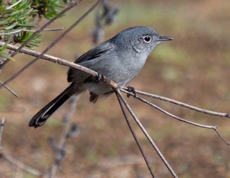 California Gnatcatcher - ML643921080
