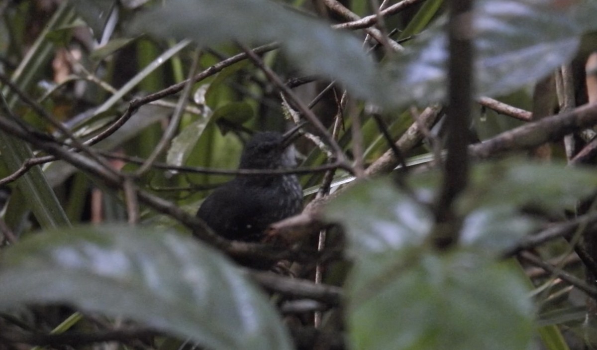 Silvered Antbird - ML643921084