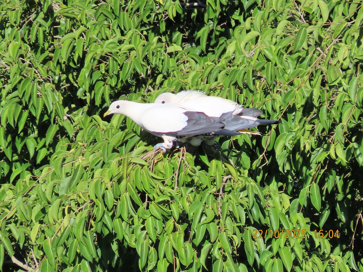 Torresian Imperial-Pigeon - ML643921087