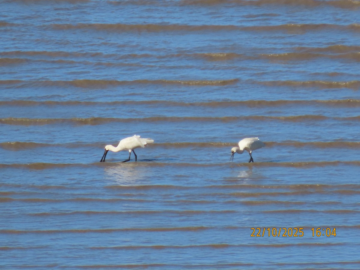 Royal Spoonbill - ML643921090