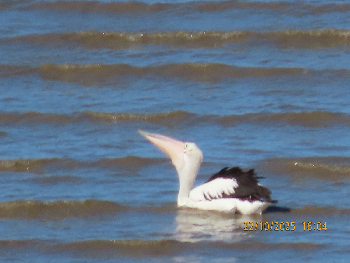 Australian Pelican - ML643921095