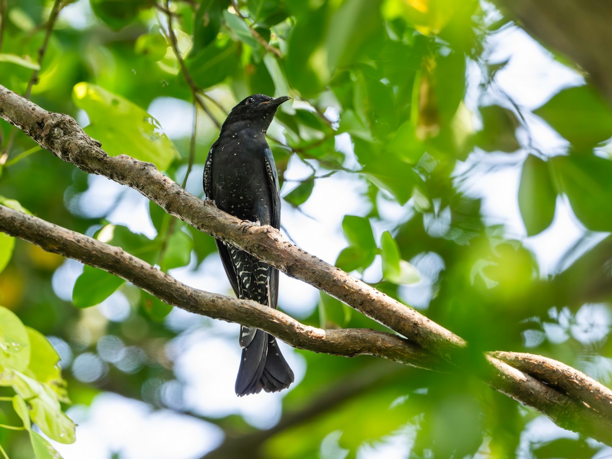 Square-tailed Drongo-Cuckoo - ML643921097