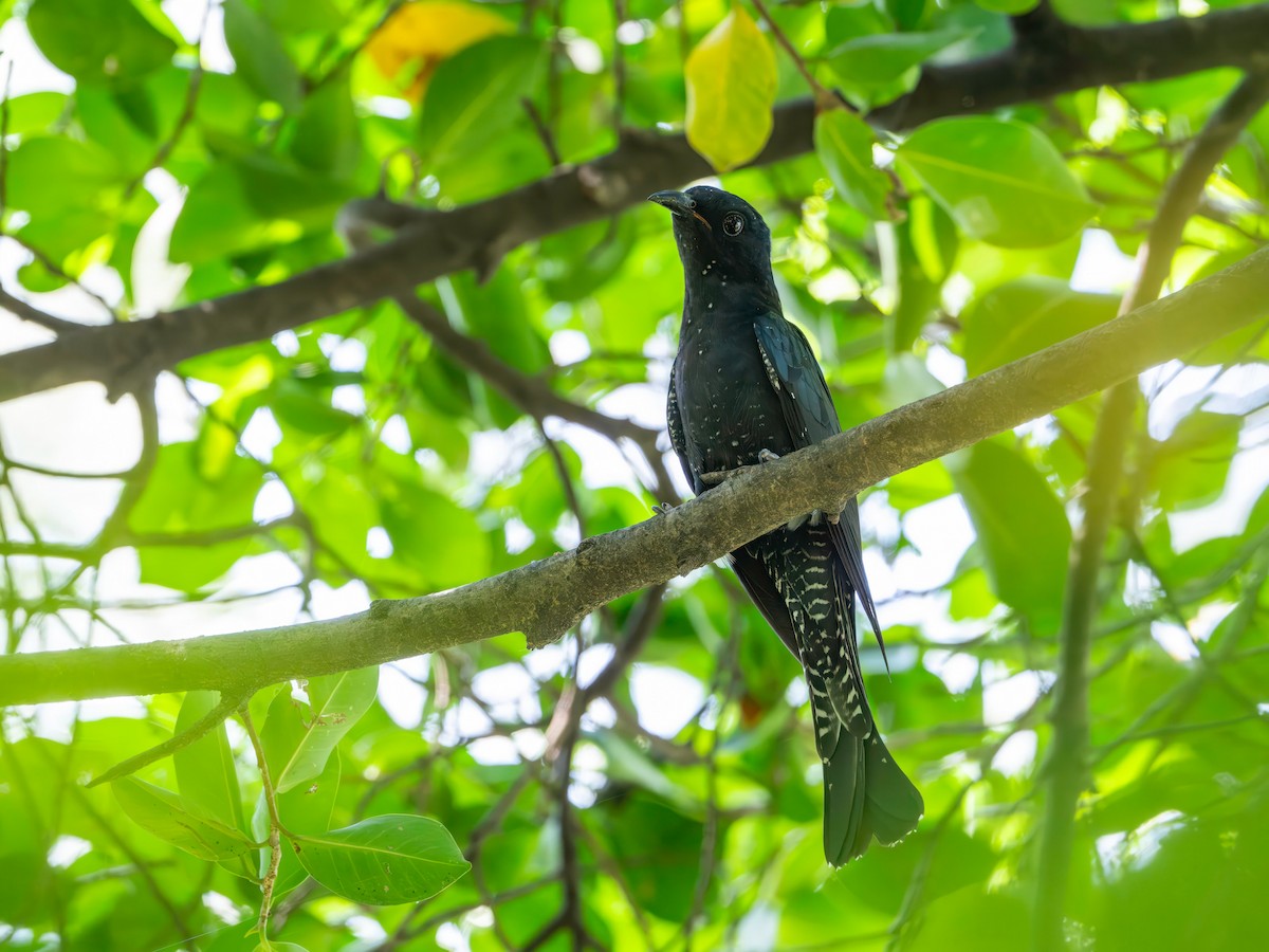 Square-tailed Drongo-Cuckoo - ML643921098