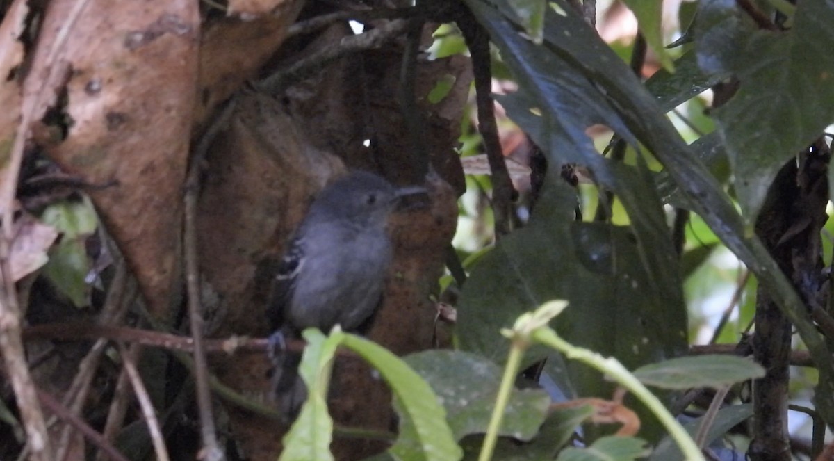 Willis's Antbird - ML643921100