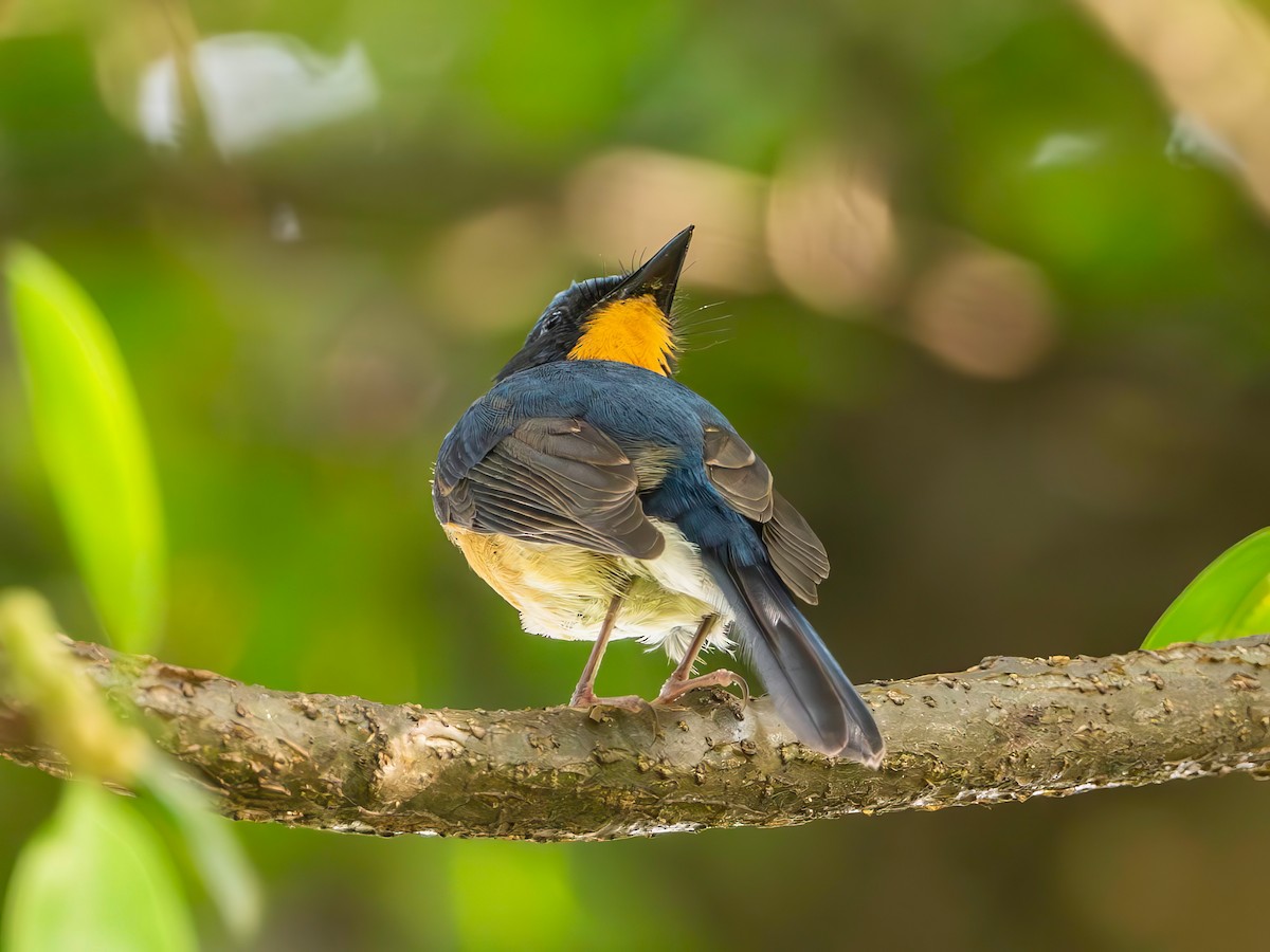 Hill Blue Flycatcher - ML643921105