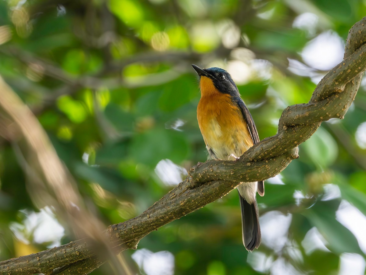 Hill Blue Flycatcher - ML643921106
