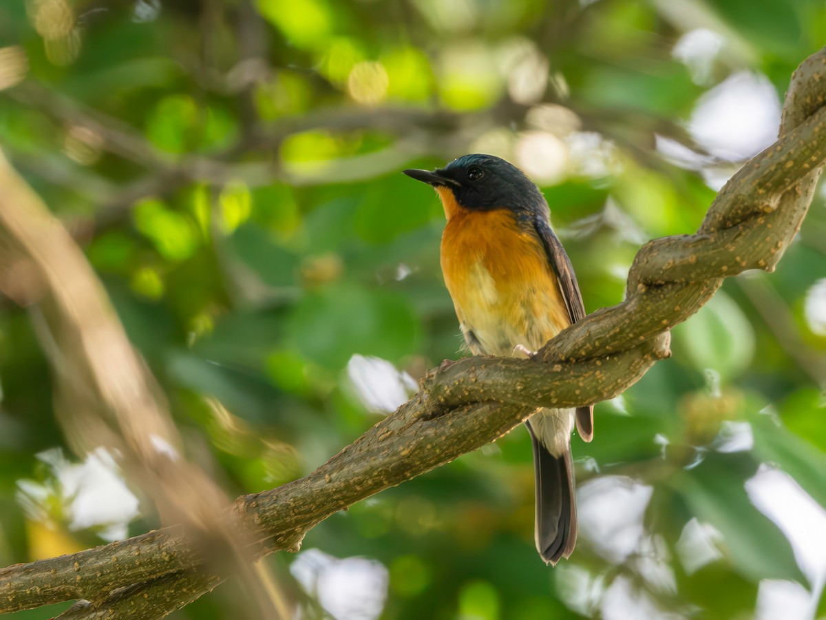Hill Blue Flycatcher - ML643921107