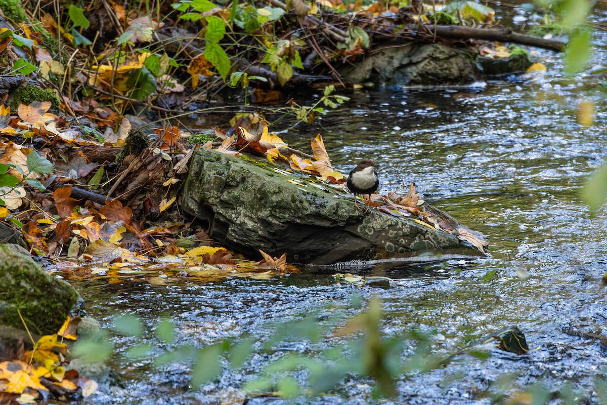 White-throated Dipper - ML643921114