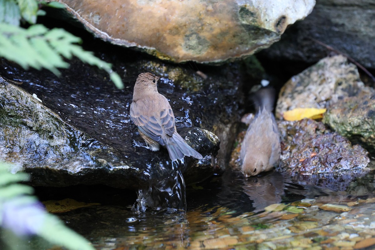 Indigo Bunting - ML643921124
