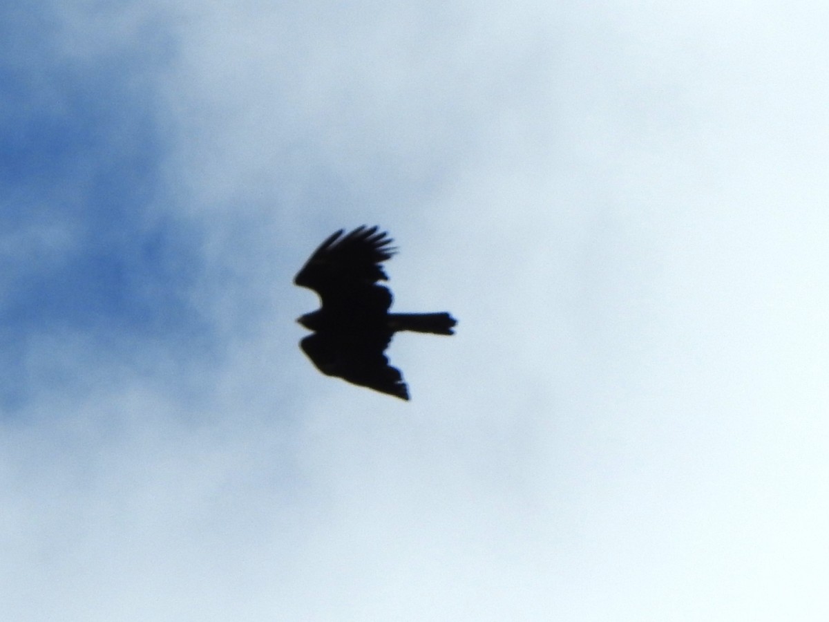 Black Eagle - ML643921142