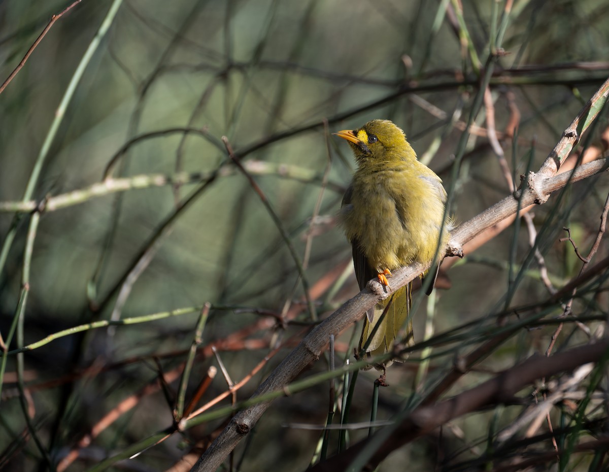 Bell Miner - ML643921178