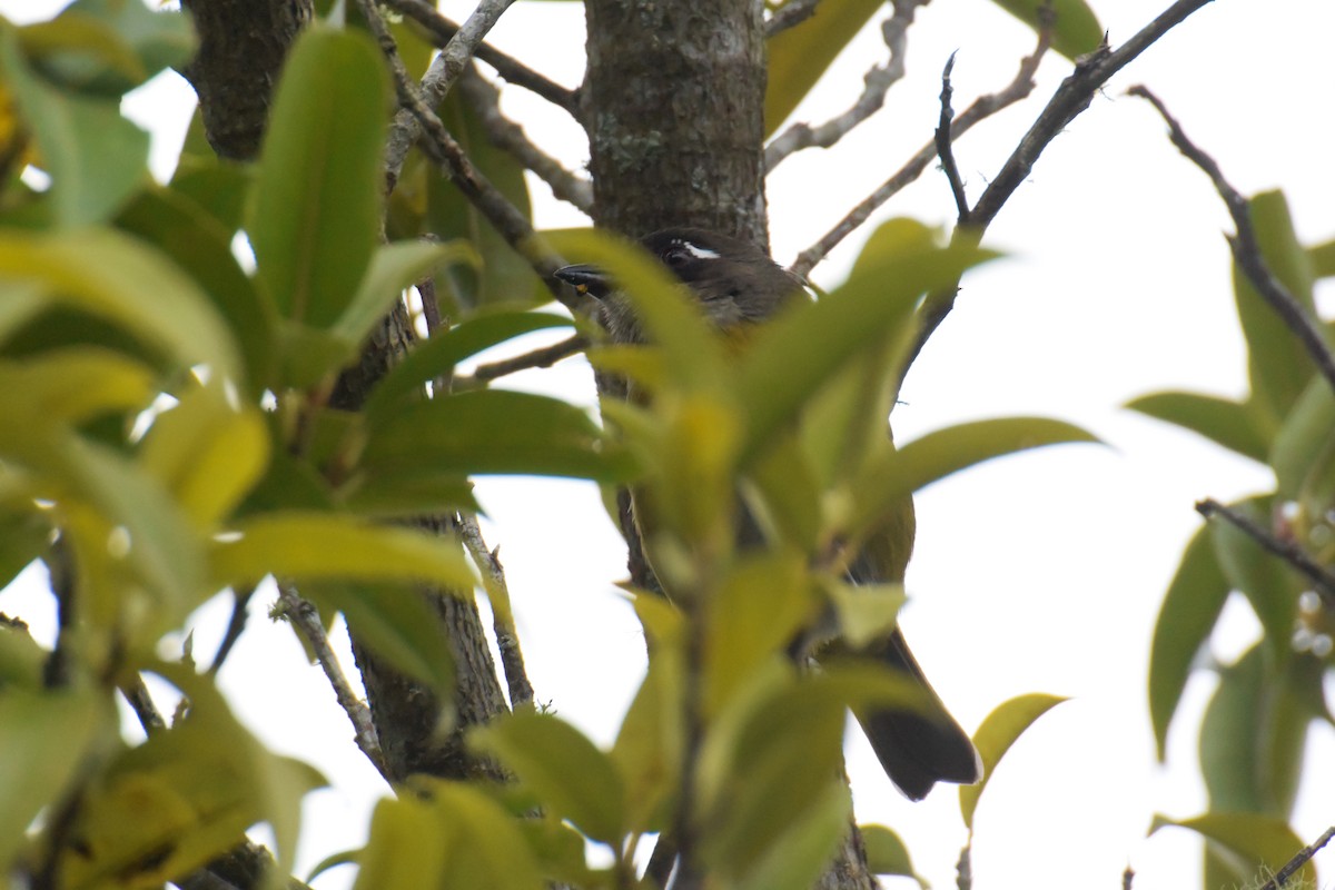 Common Chlorospingus - ML643921180