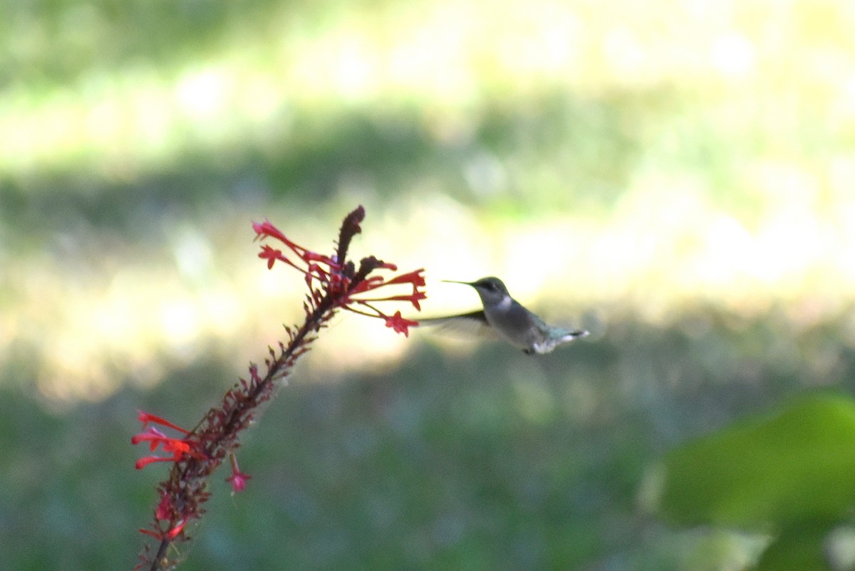 Colibri à gorge rubis - ML643921182