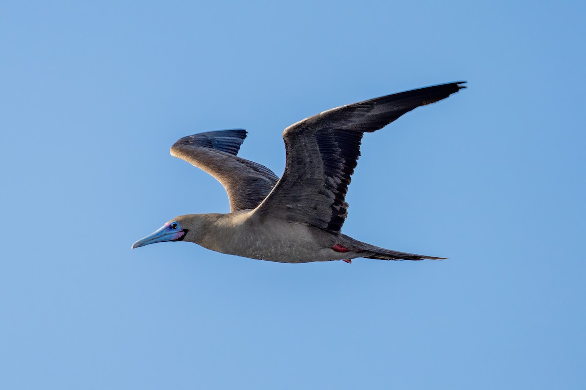 Red-footed Booby - ML643921198