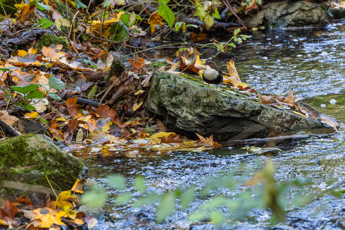 White-throated Dipper - ML643921215