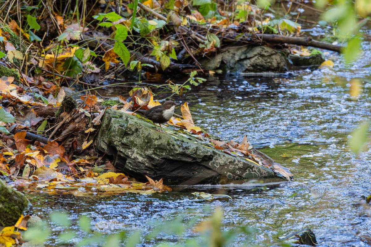 White-throated Dipper - ML643921222