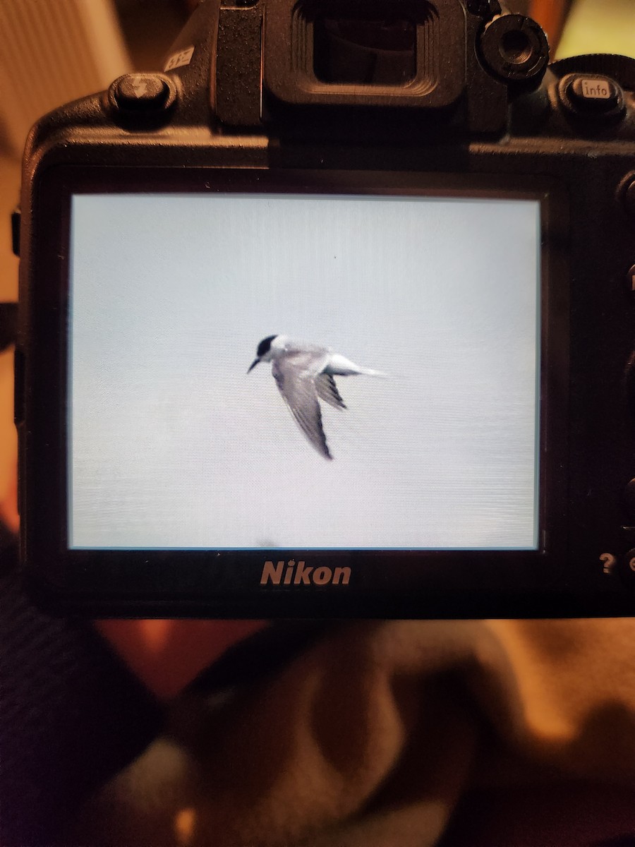 שחפית קוטב - ML643921233